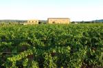 BODEGA ANGEL FACHADA+VIÑAS